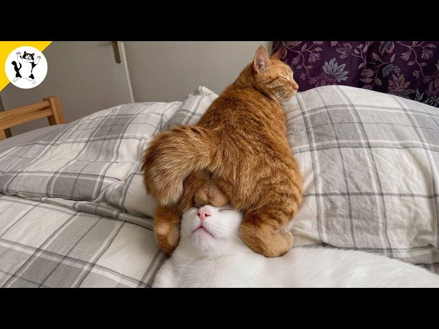 Try Not To Laugh 😂 Funny Cat Videos 🤣