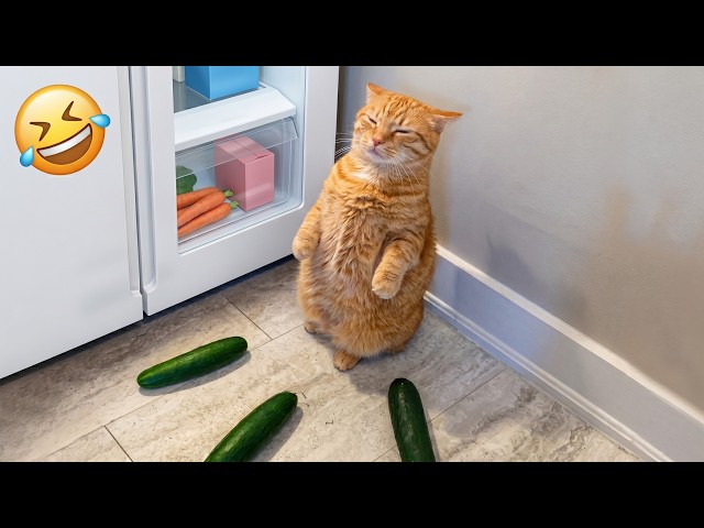 These Pets Are Living In Their Own World 😂 Hilarious Animal Videos Ever 🤣 2026