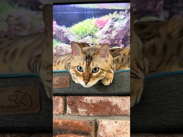 Latin Vibes with Bima Gato & Java Bean 🌴🐆 (トロピカル・キャット) #CatShorts #LofiCat