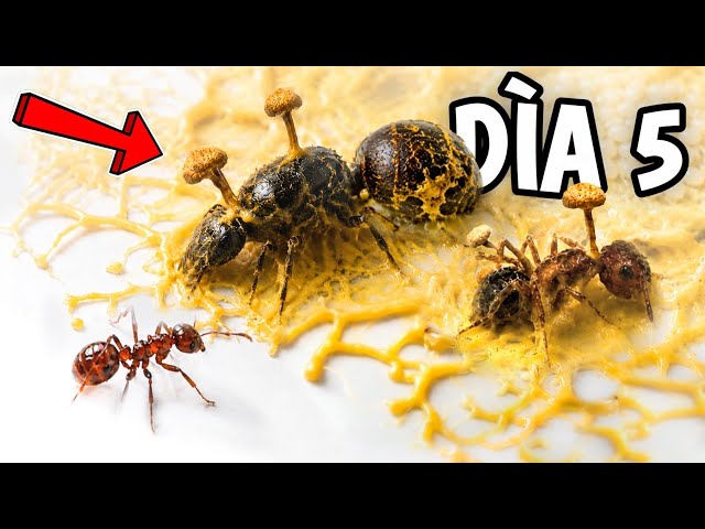 Have My Ants Become Zombies? Simulating a Colony. Part Two!