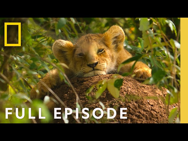 Lion: Rise of a King | A Prince is Born (Full Episode) | National Geographic