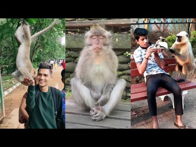 Funny Monkey TikTok Video | This will make you laugh 😂