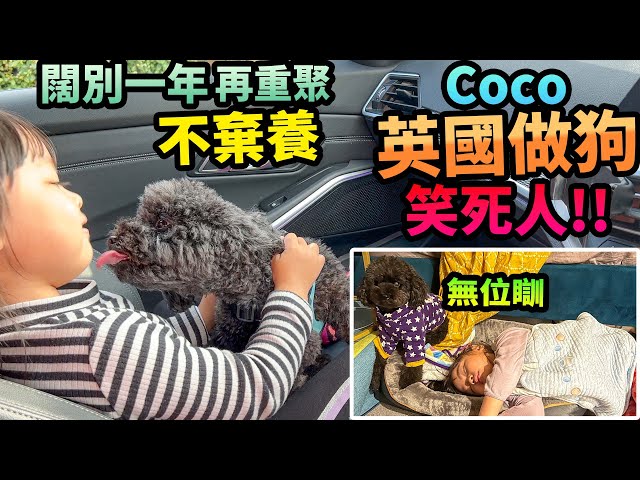 不棄養🇬🇧Coco英國做狗🐶連番笑話整蠱😂笑死人‼️