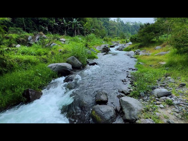 Autumn Forest Stream | Experience the Quiet Charm of the Season