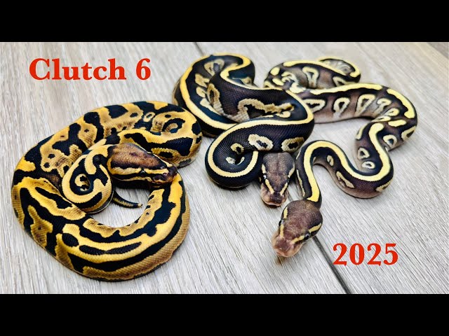 Clutch #6 of 2025.. Nyala Mojave Fire/Vanilla x Leopard ball python hatchlings 