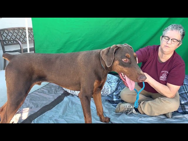 NEW! A5536503 Xavier | Doberman Pincsher