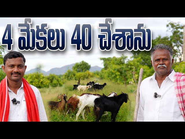 Goat farming is good | Goat Farming | Rythu Badi