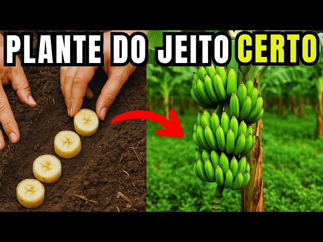 How to Propagate a Banana Tree the Right Way
