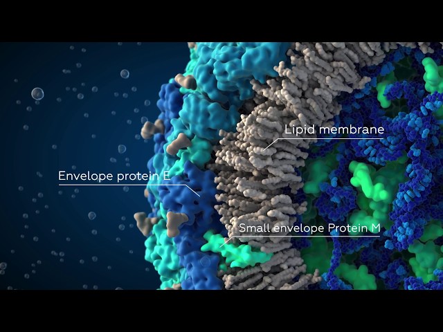 Zika Virus - Scientifically Accurate 3D Model
