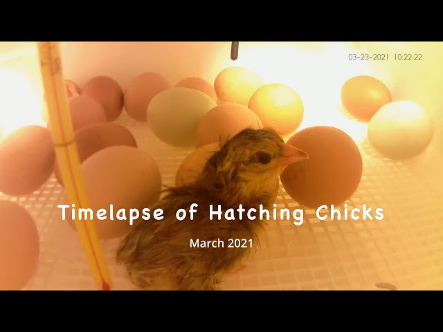 Chick Hatch Time-lapse March 2021