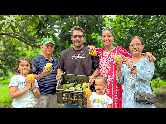 Our Mango Farm | Flying Beast