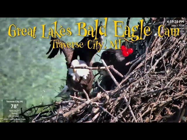 🚨NEST COLLAPSES after Harry Delivers Fish to Harriet & Snow! 6-2-26