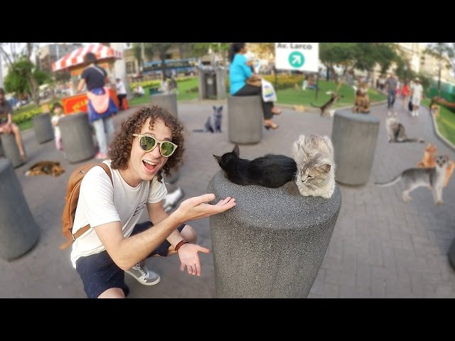 UN PARQUE LLENO DE GATOS!