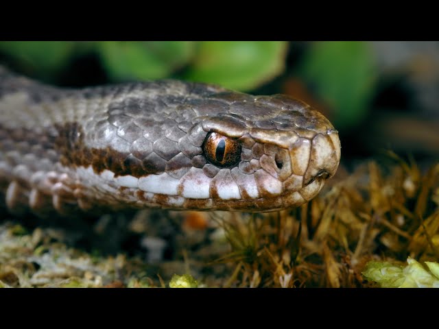 The Common European Adder: A Venomous Snake Slithering Through the Forest ~ Vipera berus