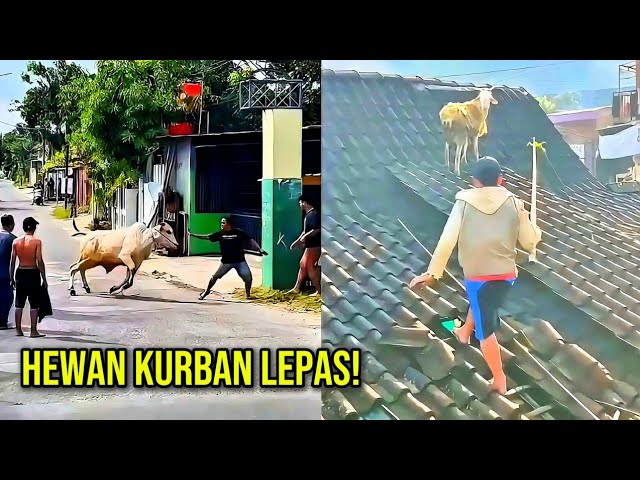 Eid al-Adha Core❗Compilation of Hilarious Videos That'll Make You Laugh 🤣 #1