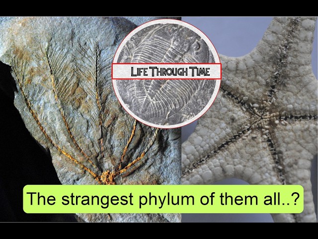 Introducing echinoderms: a whole box of craziness