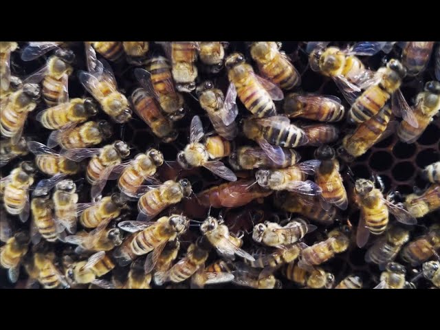 Amy's Bees