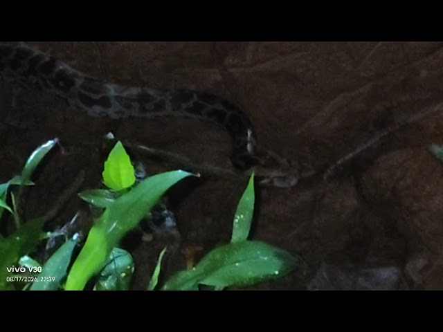 Snake #video 