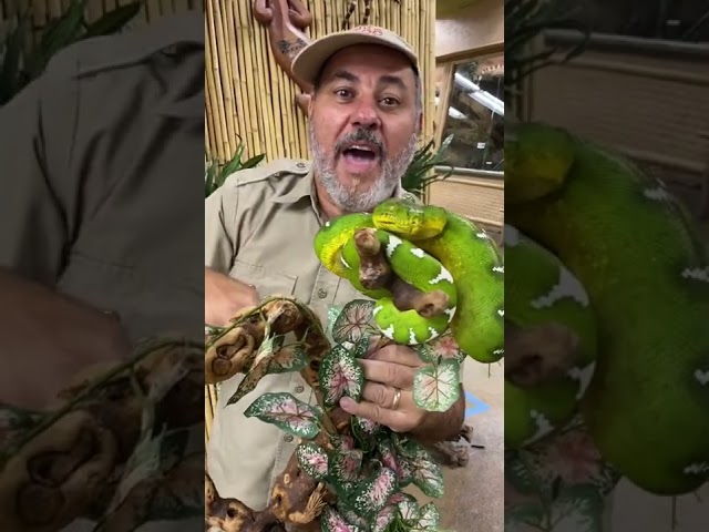 A bite from these is not fun 😬 #snake #animal #learnontiktok#Shorts
