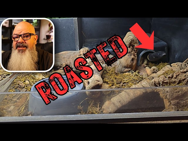Reviewing Your Snake Cages!