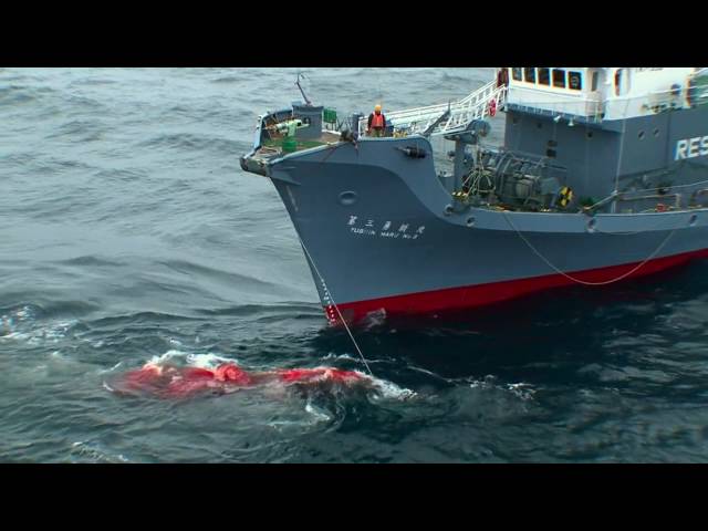 Racing Extinction 2015