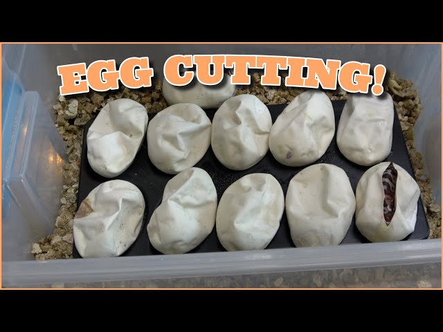 Cutting 11 Ball Python Eggs!