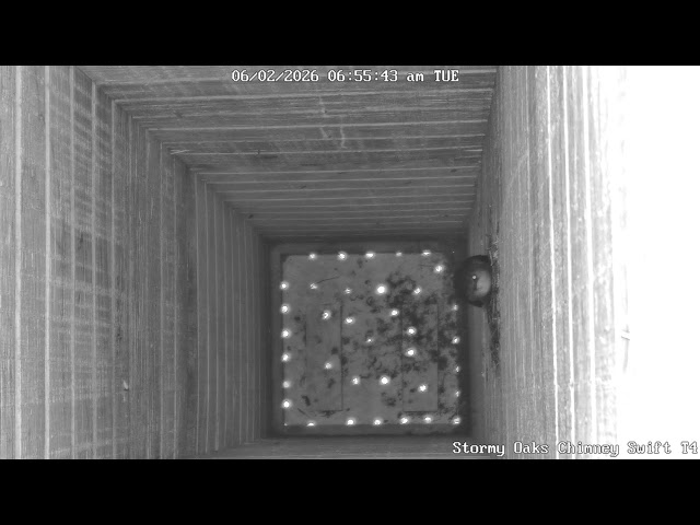 Chimney Swift Tower 4 Cam
