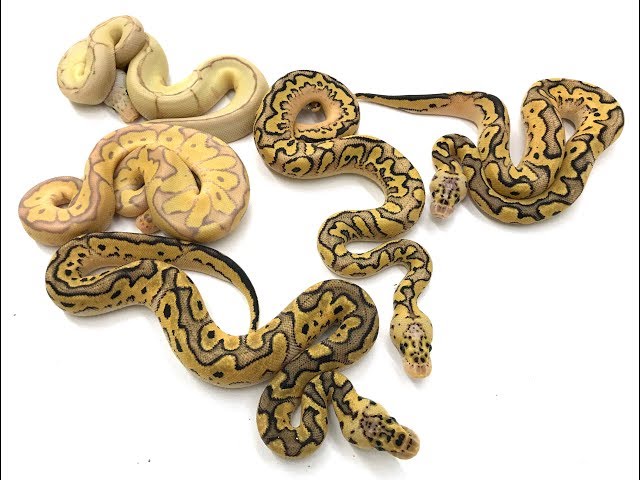How I incubate Ball Python eggs, and check out this insane Clown and Pied!