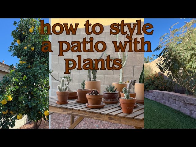 Styling Plants Room by Room | Outdoor Patio