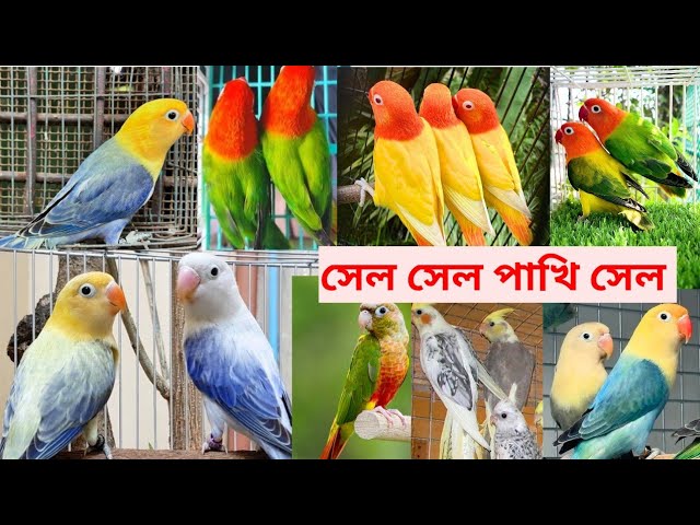 সেল সেল সেল কম দামে পাখি সেল । ফোন 9064504199 