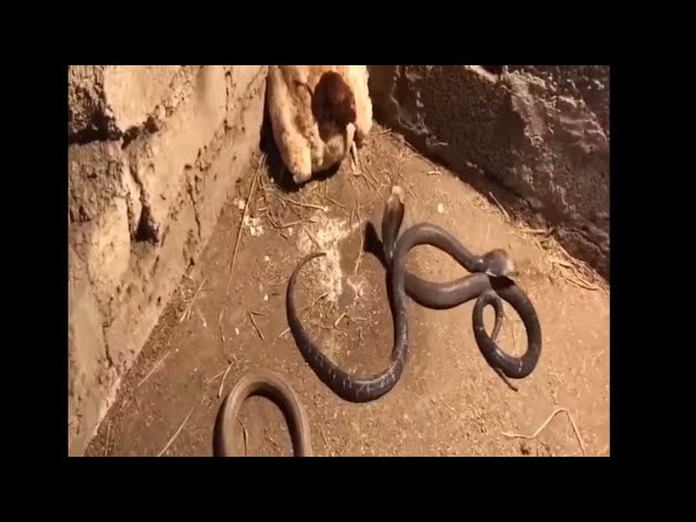 amazing!!! Mother Chicken protects the Chicks from king cobra #snakefight