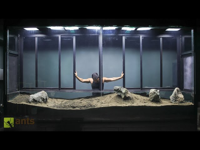 Building the Largest Vivarium I've Ever Made "VIV IV"