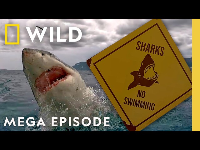 Inside the Ocean Predator Behind Jaws | Sharkfest MEGA Episode | Nat Geo Animals