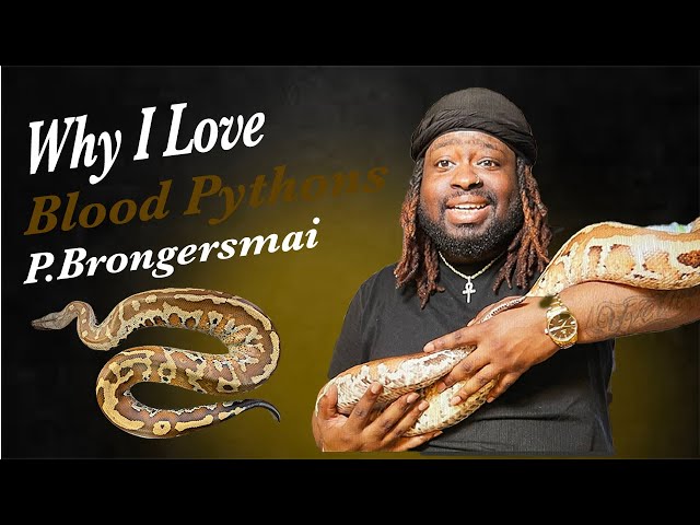 WHY BLOOD PYTHONS ARE MY FAVORITE SPECIES OF SNAKE...