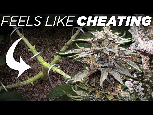 How I MAINLINE For Consistent Colas EVERY TIME | Seed to Harvest