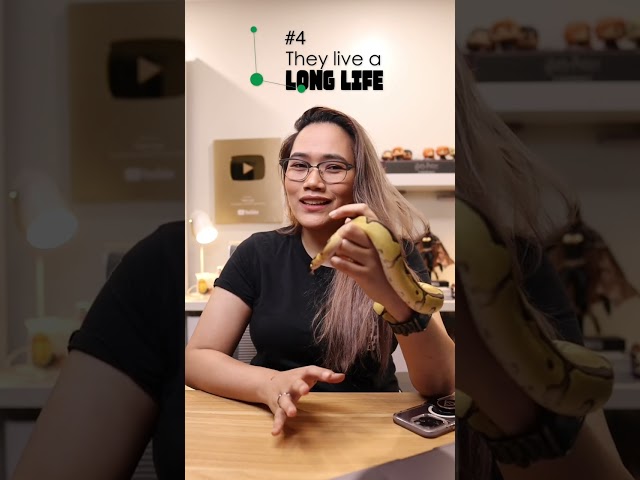 5 Facts about Ball Pythons