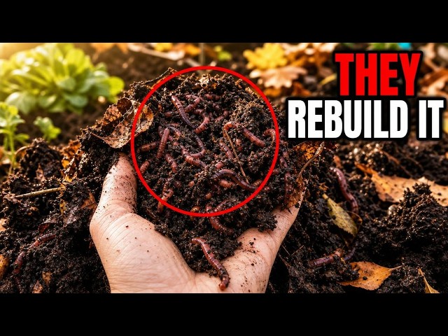 Bury This Once Before Fall - Worms Will Rebuild Your Soil by Spring