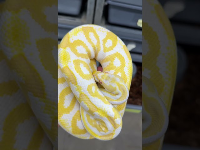 Black Pastel Leopard Albino at 1000g.  Perfection! #ballpythonmorphs #royalconstrictordesigns