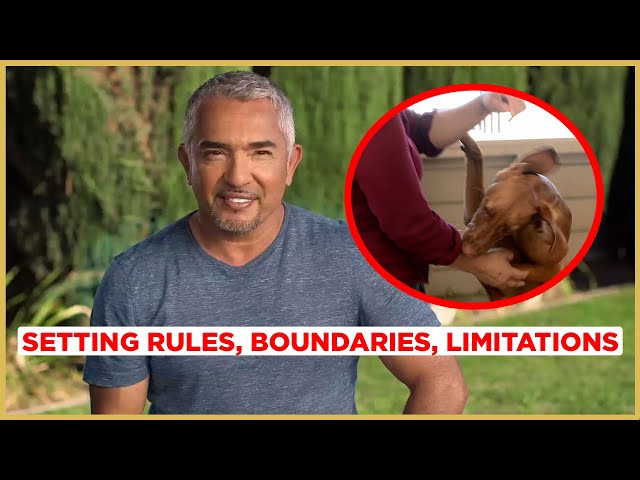 How to Stop PUPPY BITING! | Cesar 911