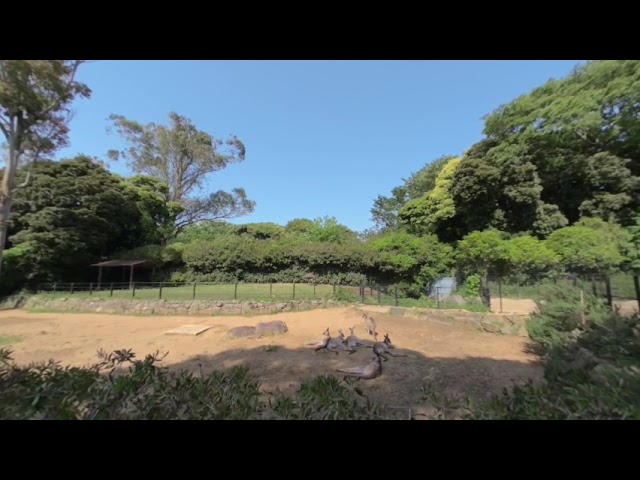 【千葉動物公園】【VR180】かんがるーさん