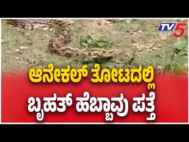 Huge Python Rescued From Farm In Anekal | ಆನೇಕಲ್ ತೋಟದಲ್ಲಿ ಬೃಹತ್ ಹೆಬ್ಬಾವು ಪತ್ತೆ