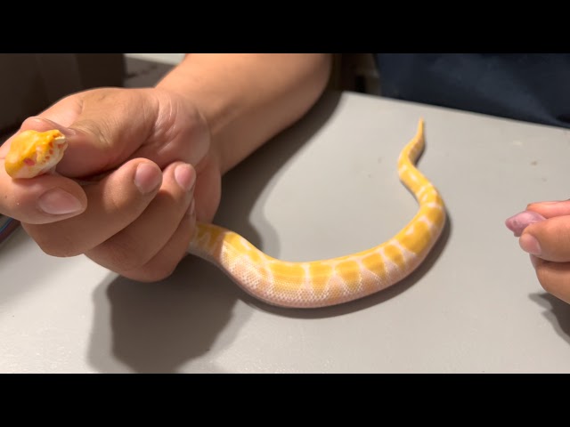 How to assist/force feed your ball python