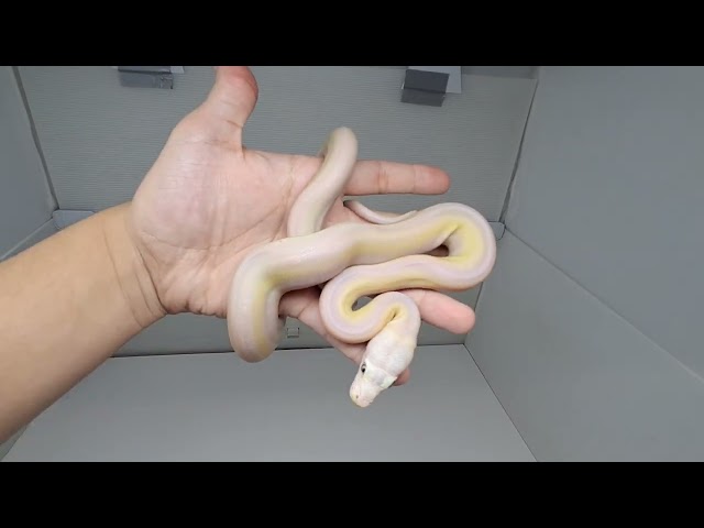 Cow Reticulated Python Male 4 (05/11/26)