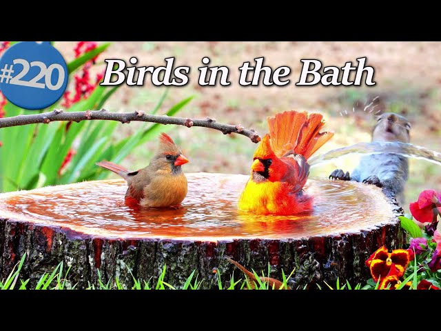 Relaxing Bird Bath 😻 Birds in a Fountain Water Sounds Uninterrupted CatTV @LensMyth