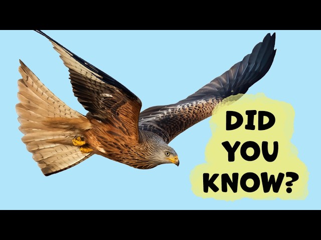 Red Kite Things You Need To Know!