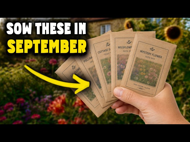 SOW these seeds NOW! 10 Gorgeous plants you can sow in ANY ZONE