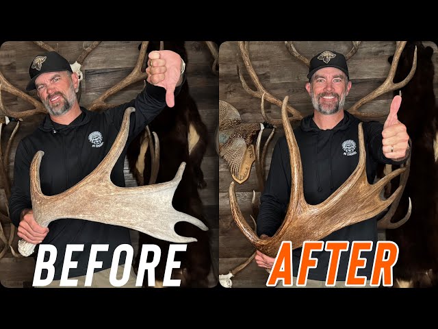 How To Restore Antler Color THE RIGHT WAY | Elk, Moose, Deer Antlers