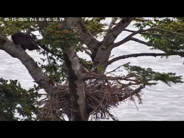 A Little Flapping at White Rock