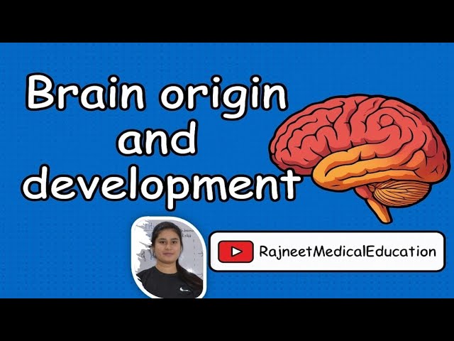 Brain Origin & Development | Neural Tube | Brain Vesicles | Neural Plate | Neural Crest