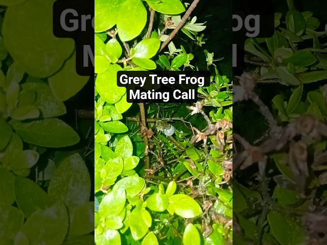 Grey Tree Frog Mating Call #nature #sound #frog #outdoors #ohio #herpetology